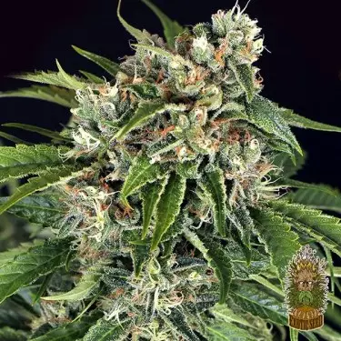 Semi Sir Jack Auto Pure CBD autofiorenti banca Exotic Seed