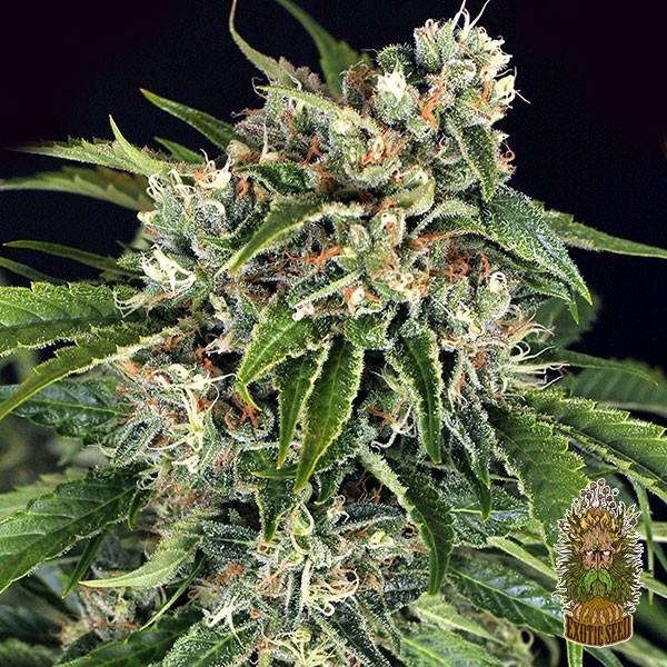 Visualizzazione Semi Sir Jack Auto Pure CBD autofiorenti banca Exotic Seed