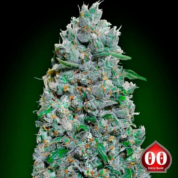 Visualizzazione Auto Afghan Mass XXL semi autofiorenti della banca 00 Seeds