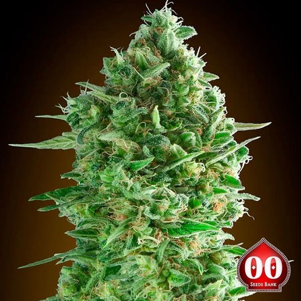 Visualizzazione Do-Si-Dos Cookies della banca di semi 00 Seeds - GB
