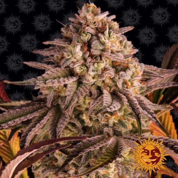 Visualizzazione Blue Sunset Sherbert