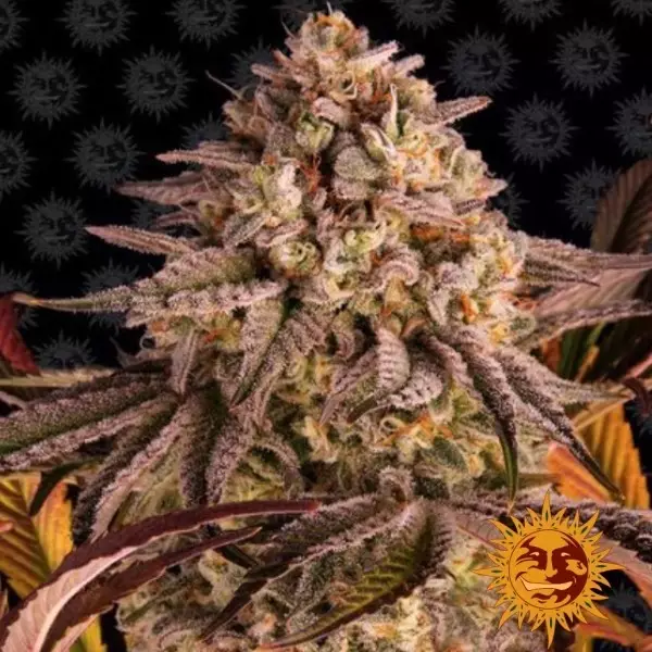 Visualizzazione Blue Sunset Sherbert