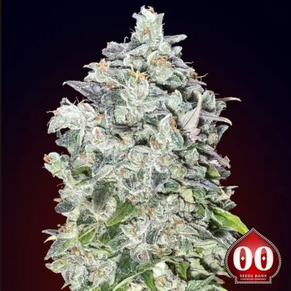 Visualizzazione Auto 00 Kush