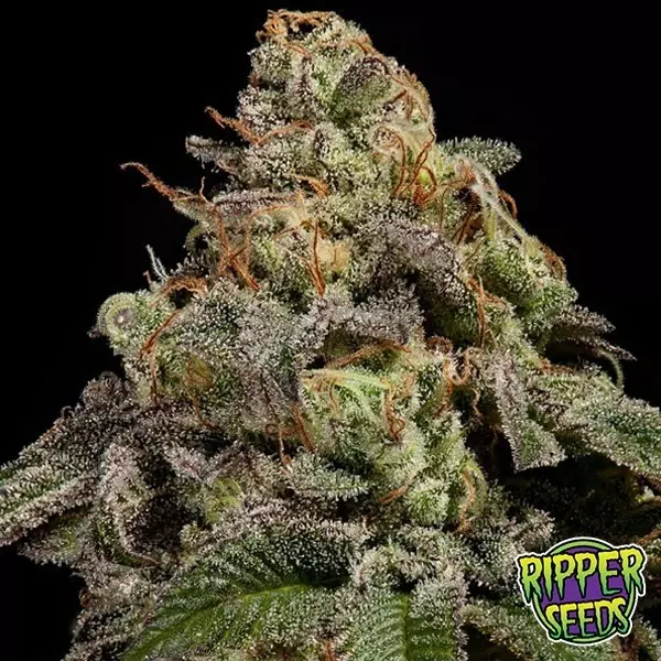 Visualizzazione Compra OMG Ripper Seeds Femminizzata GB The Green Brand