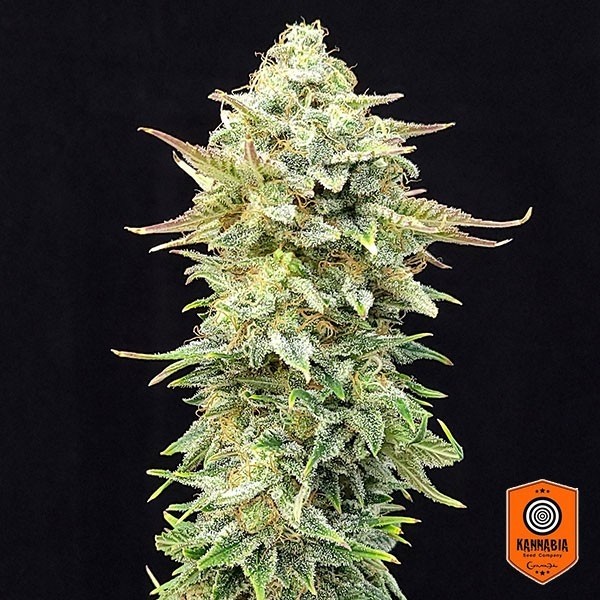 Visualizzazione Pineapple Dream Edition Kannabia Seed - GB The Green Brand