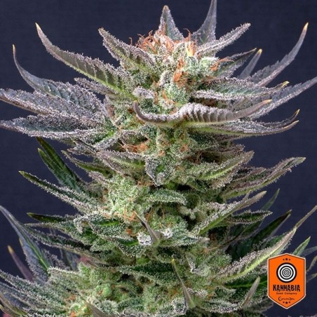 Purple Dream Auto Edition Kannabia Seed - GB The Green Brand