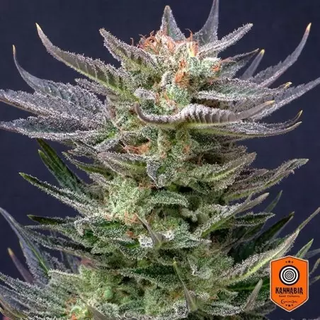Purple Dream Auto Edition Kannabia Seed - GB The Green Brand