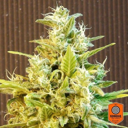 CBG Auto di Kannabia Seed Company - GB The Green Brand