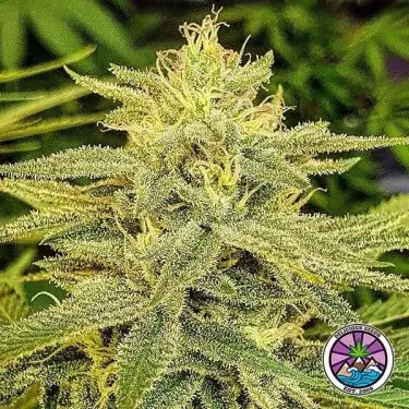 Lord Kush banca di semi Delicious Seeds - GB The Green Brand