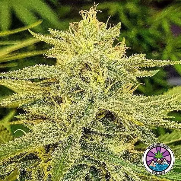 Lord Kush banca di semi Delicious Seeds - GB The Green Brand