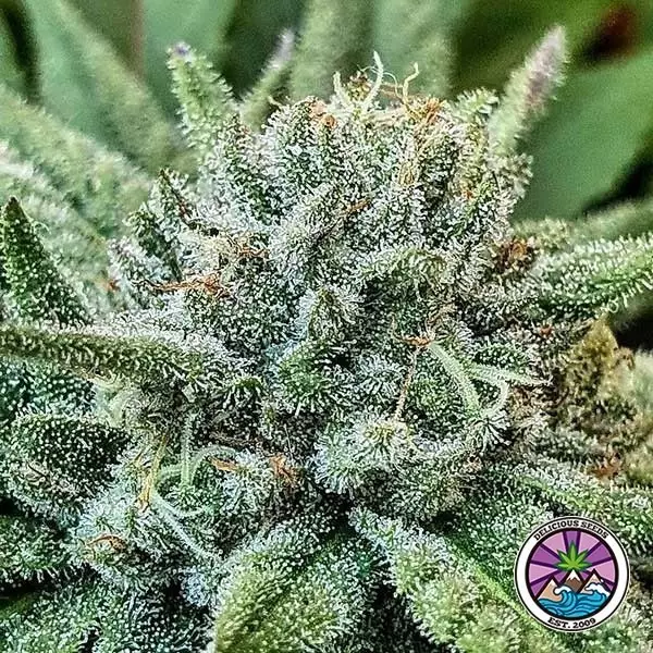 Visualizzazione Lord Kush banca di semi Delicious Seeds - GB The Green Brand
