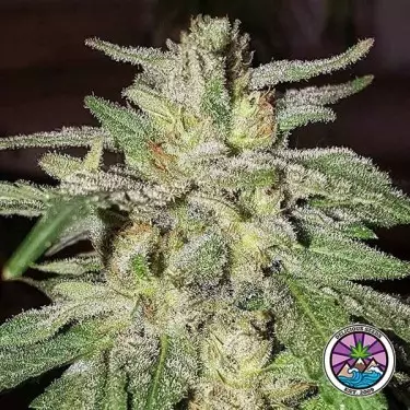 Lord Kush banca di semi Delicious Seeds - GB The Green Brand