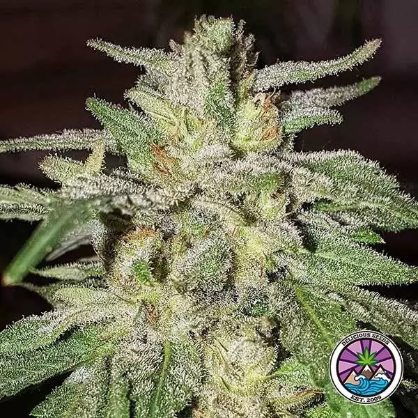 Lord Kush banca di semi Delicious Seeds - GB The Green Brand