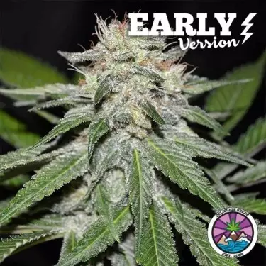 Critical Neville Haze Early Version semi by Delicious Seeds - GB