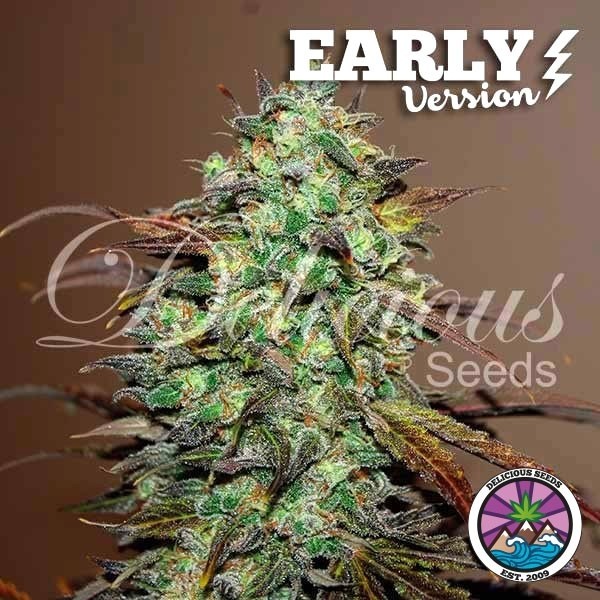 Visualizzazione Eleven Roses Early Version semi banca Delicious Seeds - GB