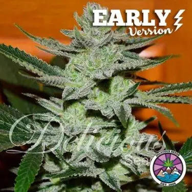 Unknown Kush Early Version della banca Delicious Seeds - GB