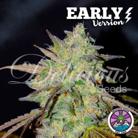 Marmalate Early Version Delicious Seeds - GB The Green Brand