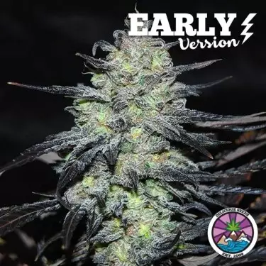 Golosa Early Version semi della banca Delicious Seeds - GB