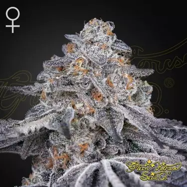 Velvet Moon femminizzata Green House Seeds - GB The Green Brand