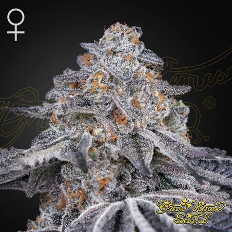 Velvet Moon femminizzata Green House Seeds - GB The Green Brand