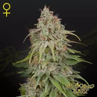 Comprare GH Amnesia di Green House Seeds- Growbarato