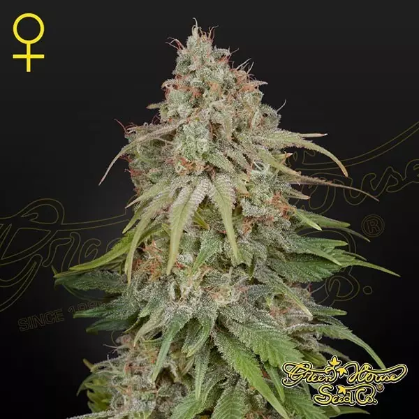 Visualizzazione Comprare GH Amnesia di Green House Seeds- Growbarato