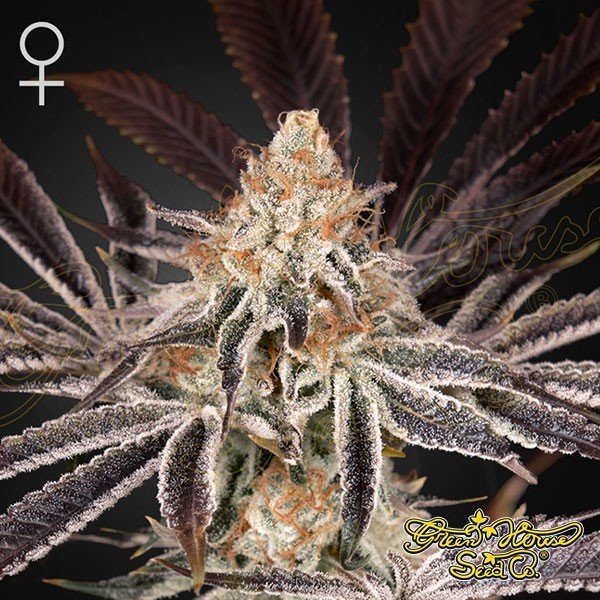 Dark Phoenix semi femminizzati della banca Green House Seeds - GB