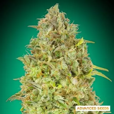Skunk 47 femminizzata di Advanced Seed - GB The Green Brand