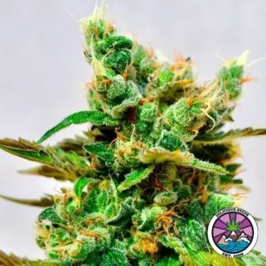 Honeybells CBD di Delicious Seeds - GB The Green Brand