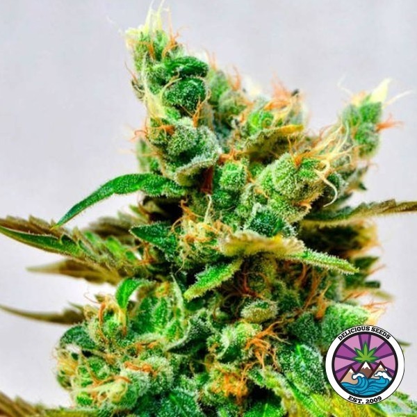 Visualizzazione Honeybells CBD di Delicious Seeds - GB The Green Brand