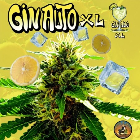 Gin Auto XL di Terreta of Growers - GB The Green Brand