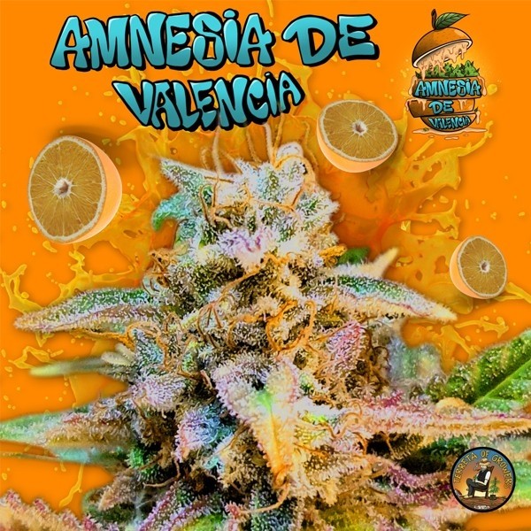Visualizzazione Amnesia di Valencia Terretta of Growers - GB The Green Brand