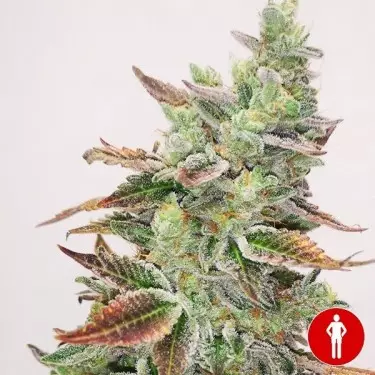 Banana Purp di Medical Seeds semi femminizzati - GB