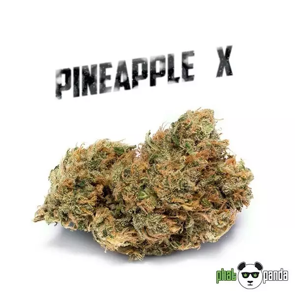 Pineapple X Phat Panda varietà femminilizzata