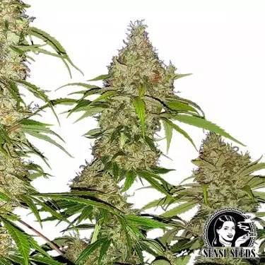 Banana Kush Cake FemminizzataSensi Seeds