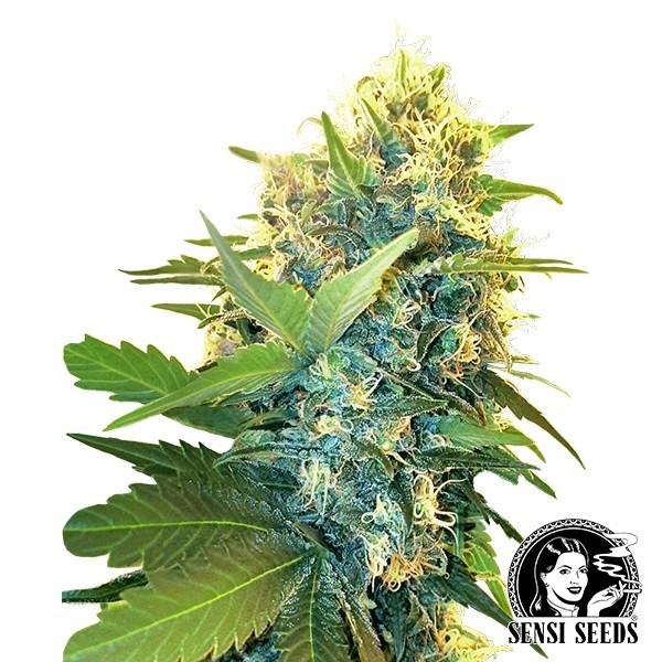 Visualizzazione Double Kush Cake