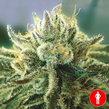 Visualizzazione Canadian Kush 2.0
