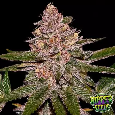 Semi Radical Juice di Ripper Seeds - GB The Green Brand