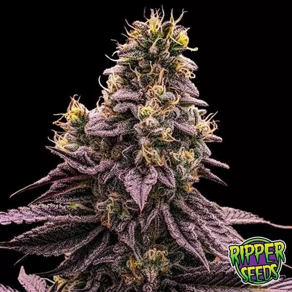 Visualizzazione Semillas Zombie Bride de Ripper Seeds - GB The Green Brand