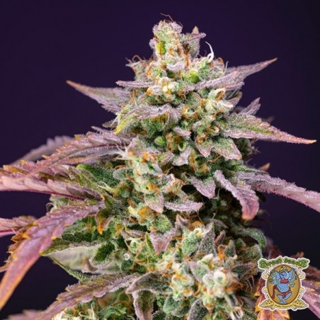 Purple Punch OG XL Autofiorenti - GB The Green Brand