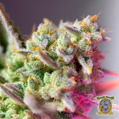 Semi Sweet Mimosa XL Auto - GB The Green Brand