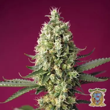 Semillas Skywalker OG Runtz XL Auto - GB The Green Brand