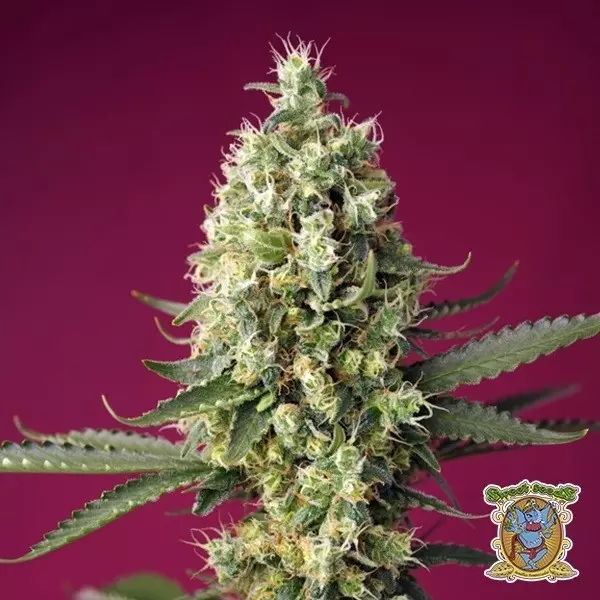 Visualizzazione Semillas Skywalker OG Runtz XL Auto - GB The Green Brand