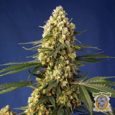 Visualizzazione Strawberry Banana Gelato XL Auto - GB The Green Brand