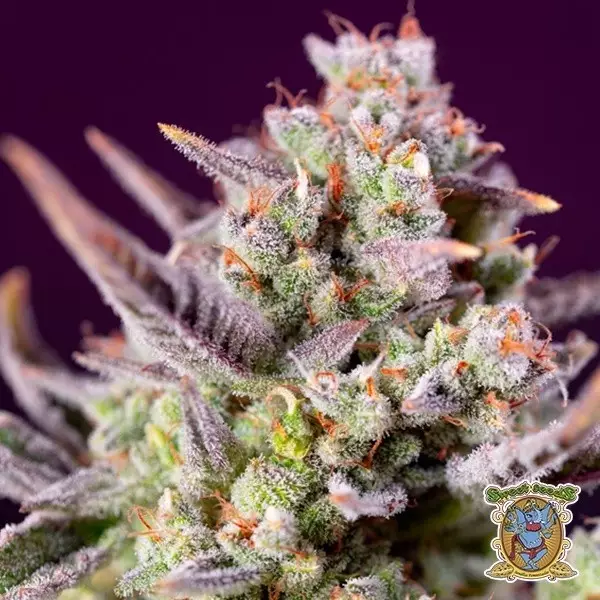 Visualizzazione Sweet Zenzation XL Autofloreciente - GB The Green Brand