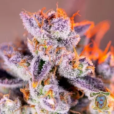 Tropicanna Poison XL Autofloreciente - GB The Green Brand