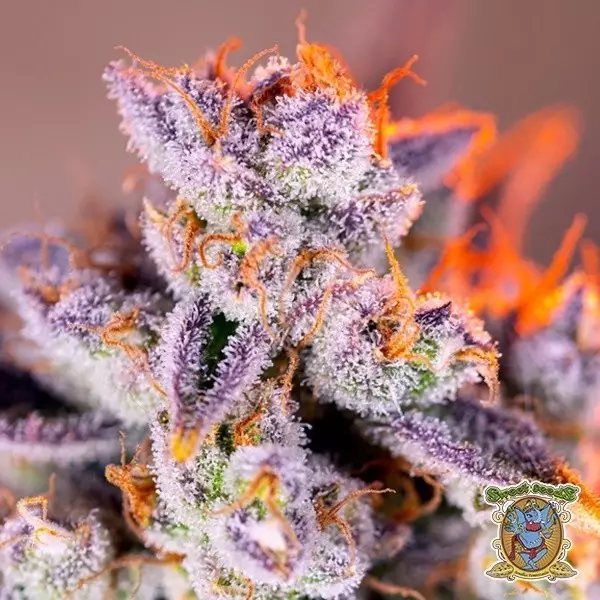 Visualizzazione Tropicanna Poison XL Autofloreciente - GB The Green Brand