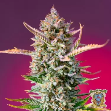 Semillas Gorilla Sherbet F1 Fast Version - GB The Green Brand