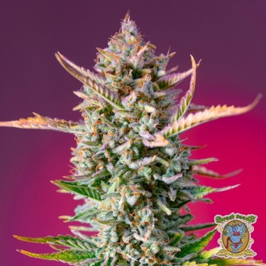 Gorilla Sherbet F1 Fast Version®