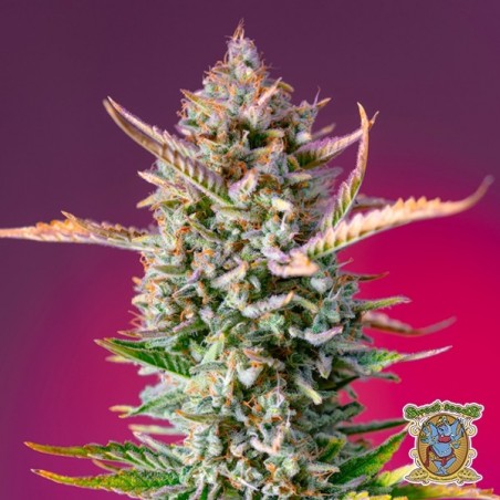 Semi Gorilla Sherbet F1 Fast Version - GB The Green Brand